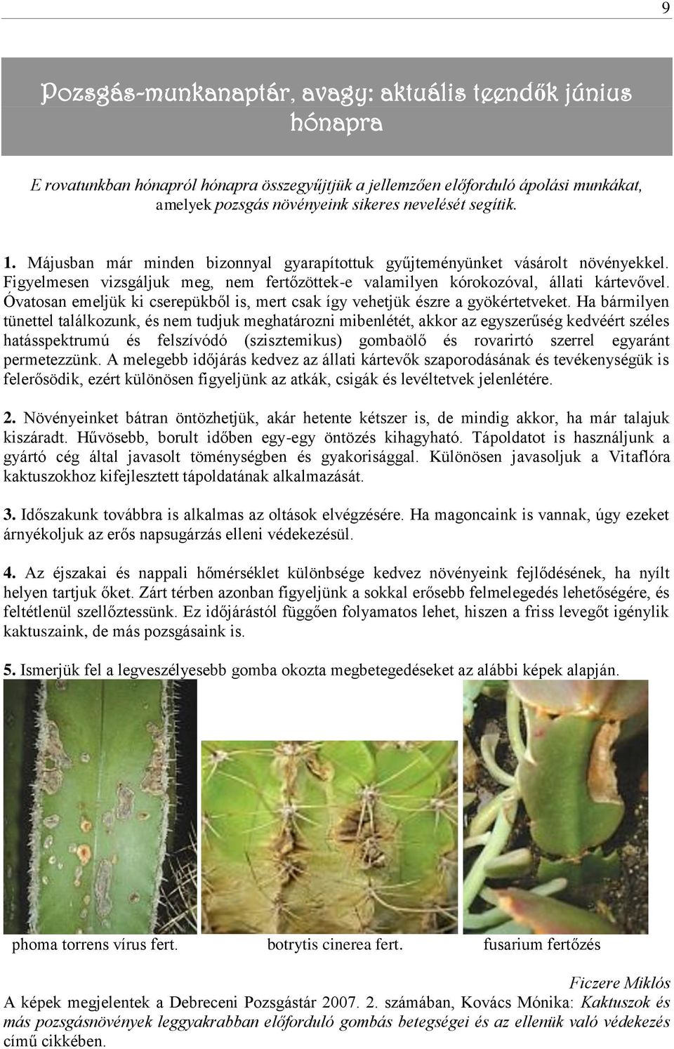 Óvatosan emeljük ki cserepükből is, mert csak így vehetjük észre a gyökértetveket.