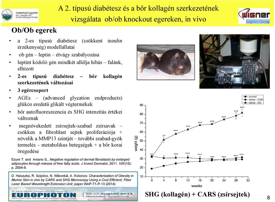 falánk, elhízott 2-es típusú diabétesz bőr kollagén szerkezetének változásai 3 egércsoport AGEs (advanced glycation endproducts) glükóz eredetű glikált végtermékek bőr autofluoreszcencia és SHG