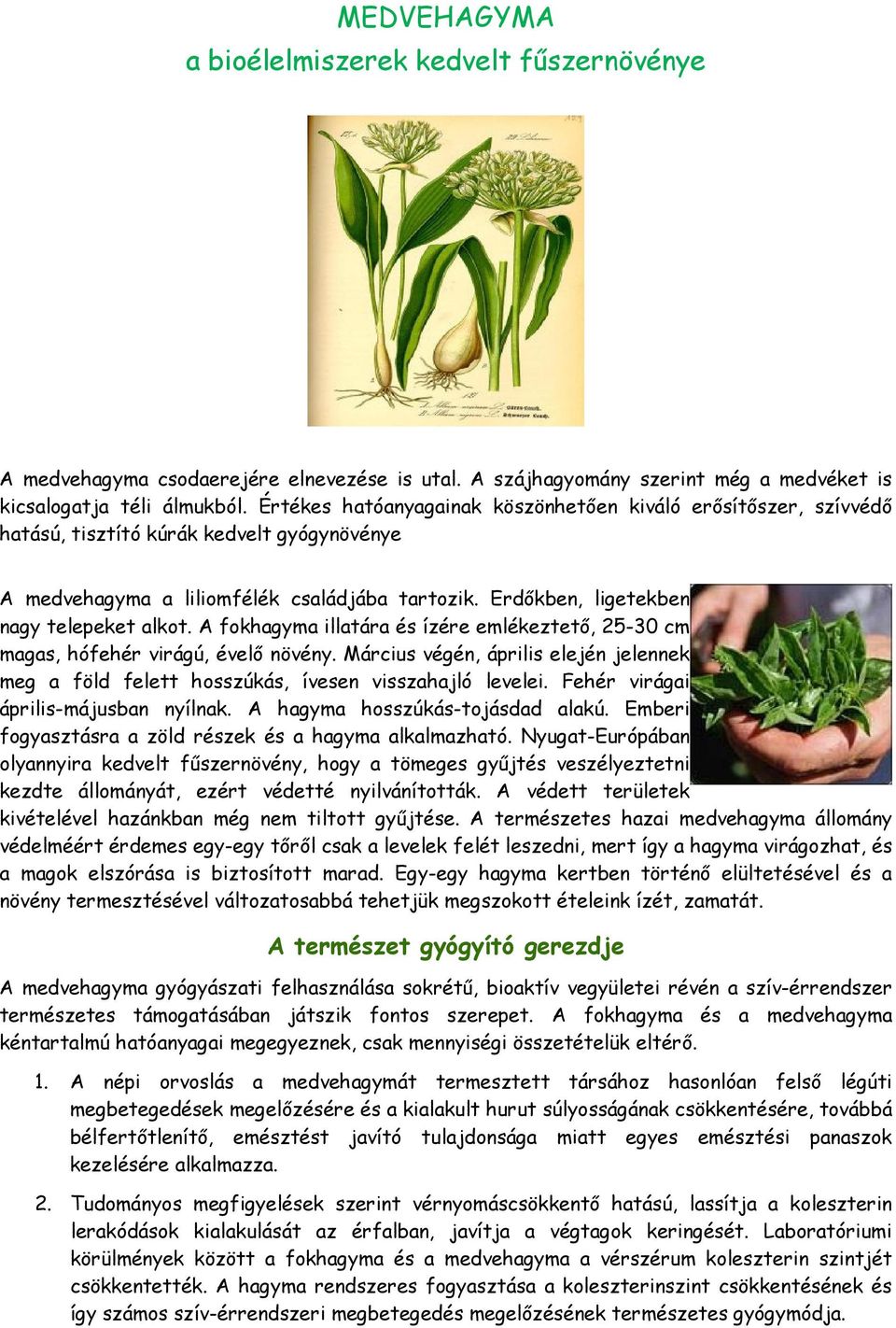 A fokhagyma illatára és ízére emlékeztető, 25-30 cm magas, hófehér virágú, évelő növény. Március végén, április elején jelennek meg a föld felett hosszúkás, ívesen visszahajló levelei.