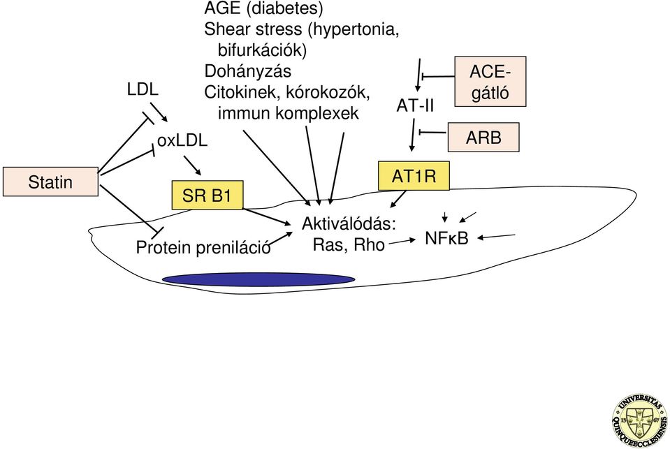 kórokozók, immun komplexek AT-II ACEgátló ARB