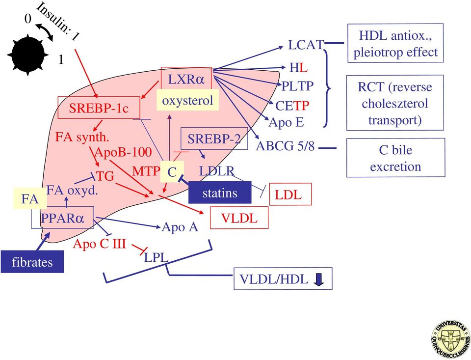 LXRα oxysterol HL Apo E ABCG 5/8 C bile 0 1 SREBP-1c FA synth.