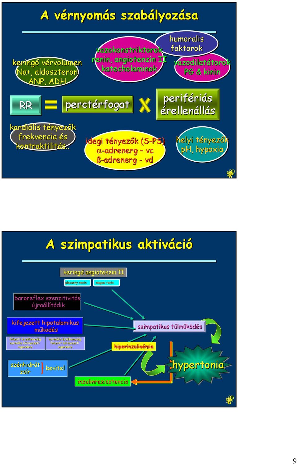 ß-adrenerg - vd perifériás érellenállás helyi tényezők ph, hypoxia A szimpatikus aktiváció keringő angiotenzin II alacsony renin magas renin baroreflex szenzitivitás