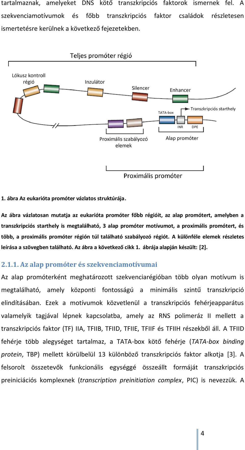 Az ábra vázlatosan mutatja az eukarióta promóter főbb régióit, az alap promótert, amelyben a transzkripciós starthely is megtalálható, 3 alap promóter motívumot, a proximális promótert, és több, a