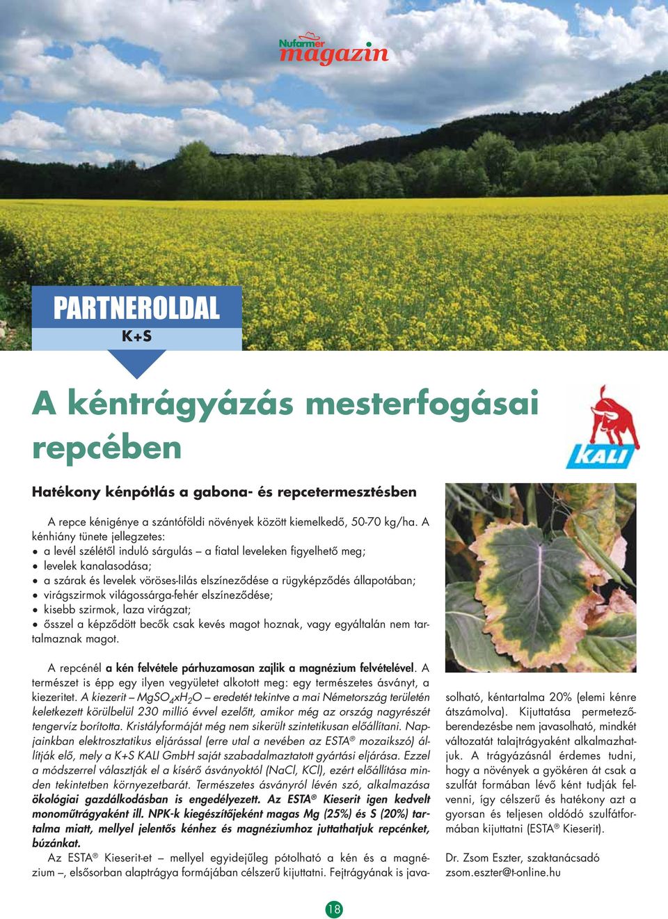 virágszirmok világossárga-fehér elszínezôdése; kisebb szirmok, laza virágzat; ôsszel a képzôdött becôk csak kevés magot hoznak, vagy egyáltalán nem tartalmaznak magot.
