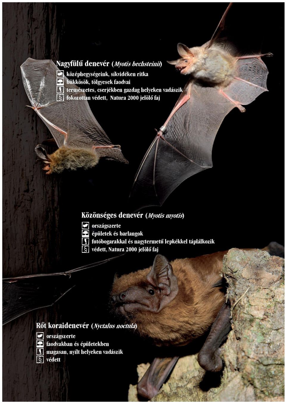 országszerte épületek és barlangok futóbogarakkal és nagytermetű lepkékkel táplálkozik védett, Natura 2000 jelölő