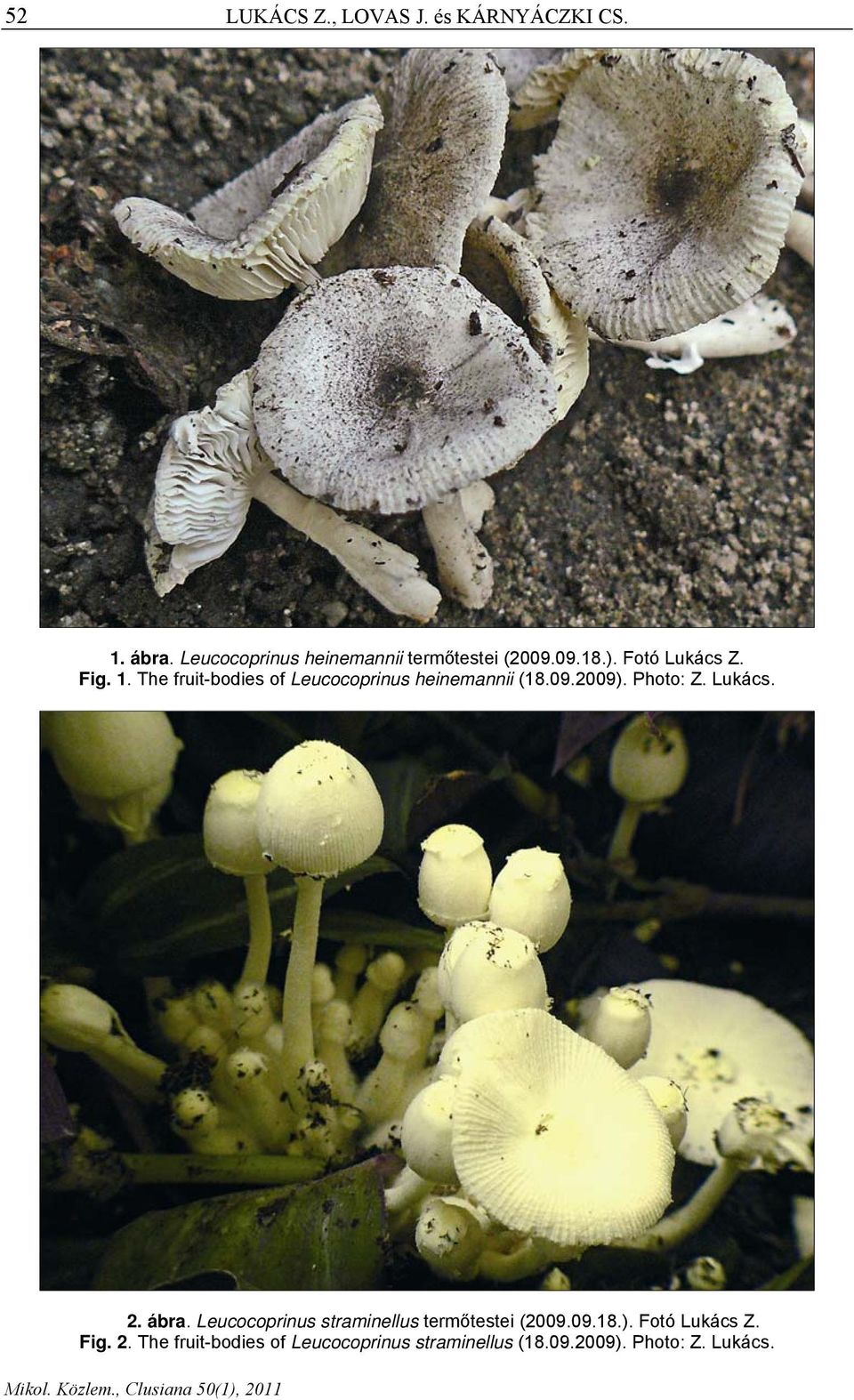 The fruit-bodies of Leucocoprinus heinemannii (18.09.2009). Photo: Z. Lukács. 2. ábra.