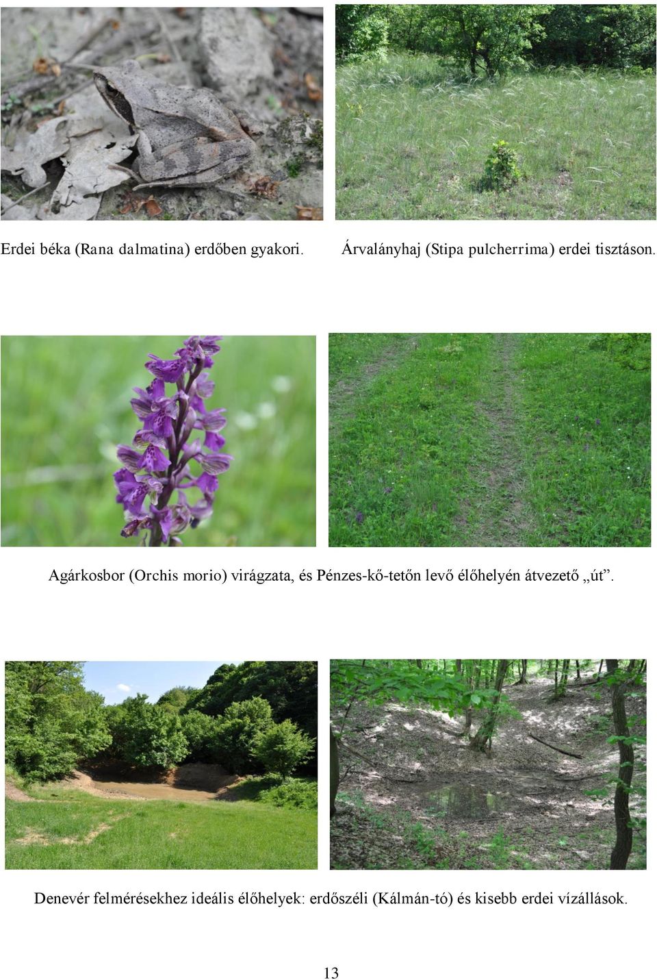 Agárkosbor (Orchis morio) virágzata, és Pénzes-kő-tetőn levő