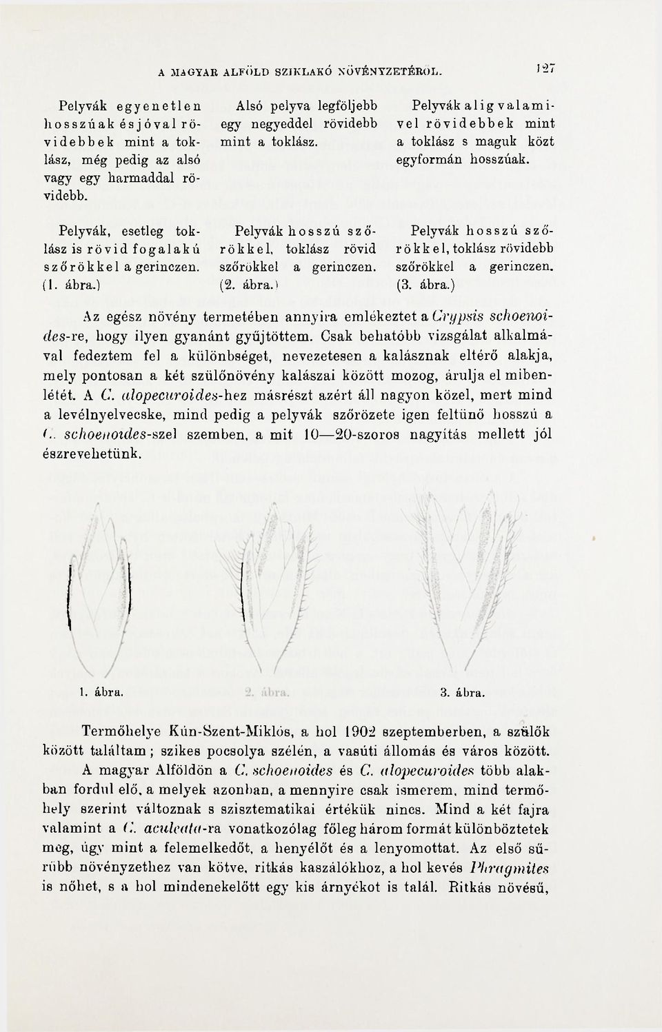 Pelyvák hosszú szőrökkel, tokiász rövid szőrökkel a gerinczen. (2. ábra.) Pelyvák a 1 i g v a 1 a m i- vel rövidebbek mint a tokiász s maguk közt egyformán hosszúak.