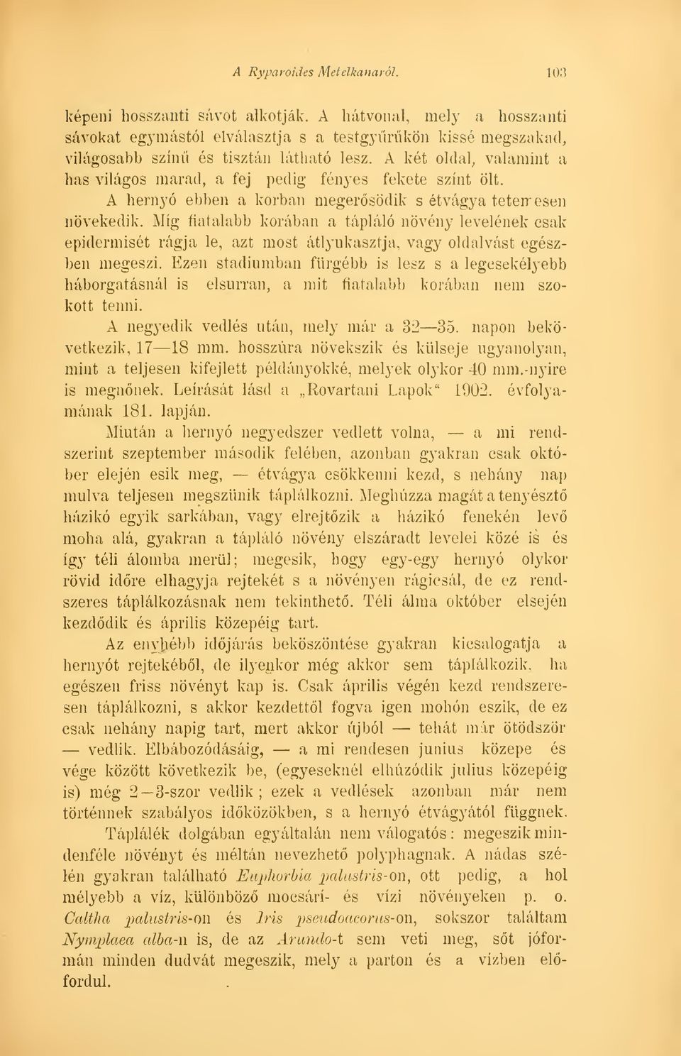 Míg fiatalabb korában a tápláló növény levelének csak epidermisét rágja le, azt most átlyukasztja, vagy oldalvást egészben megeszi.