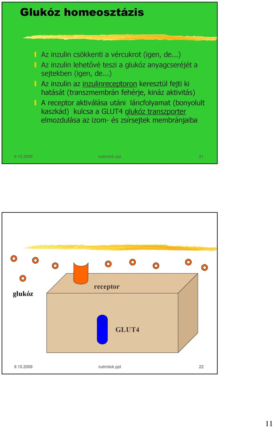 ..) Az inzulin az inzulinreceptoron keresztül fejti ki hatását (transzmembrán fehérje, kináz aktivitás) A receptor