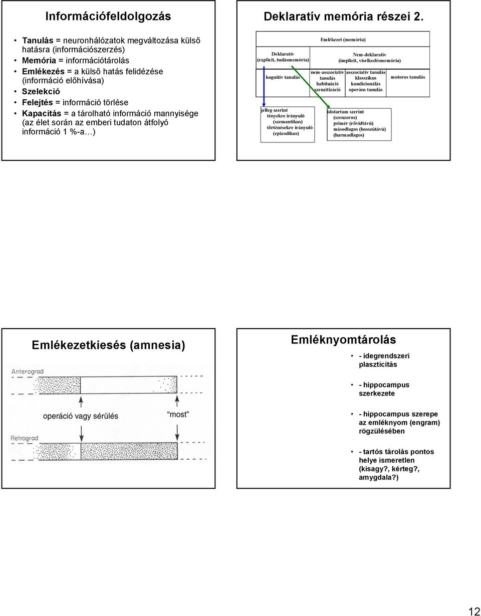 (információ előhívása) Szelekció Felejtés = információ törlése Kapacitás = a tárolható információ mannyisége (az élet során az emberi tudaton