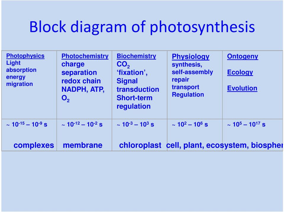 Physiology synthesis, self-assembly repair transport Regulation Ontogeny Ecology Evolution ~ 10-15 10-9 s ~