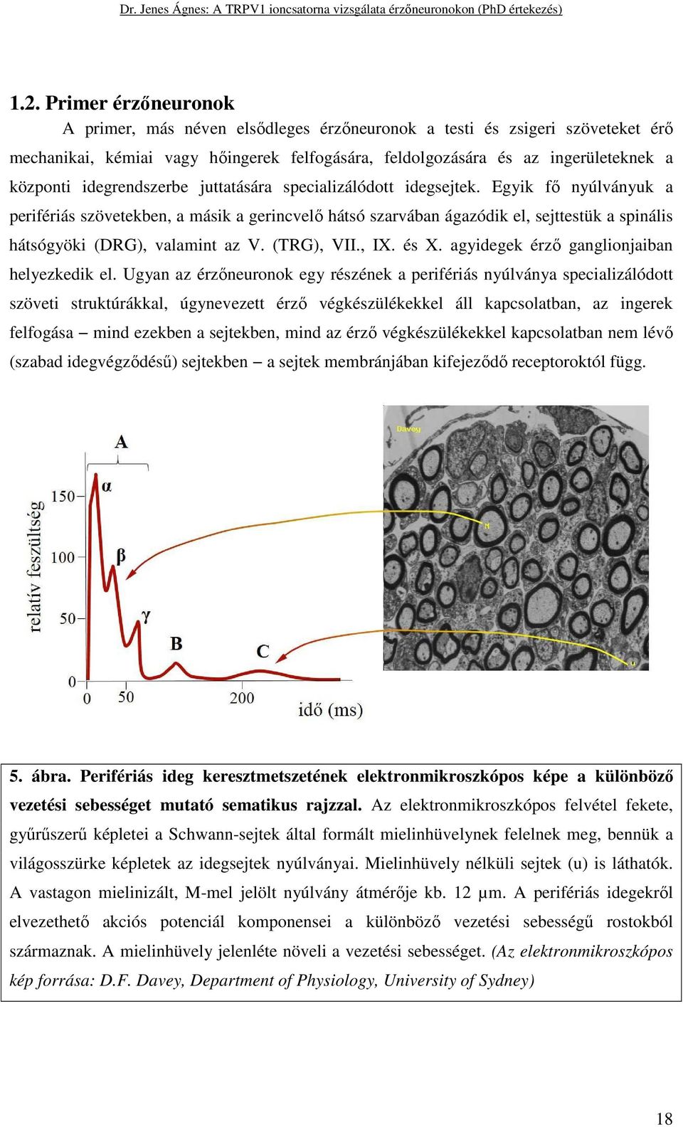 Egyik fő nyúlványuk a perifériás szövetekben, a másik a gerincvelő hátsó szarvában ágazódik el, sejttestük a spinális hátsógyöki (DRG), valamint az V. (TRG), VII., IX. és X.