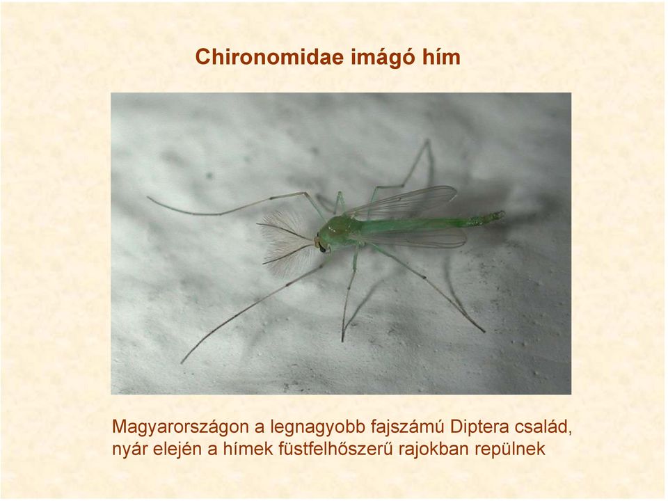 fajszámú Diptera család, nyár