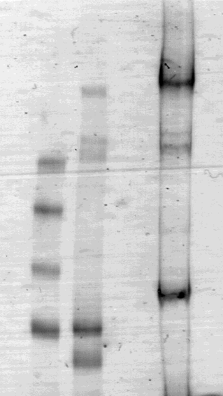 MW (kda) 500 300 250 170 140 α-hspxdn +βme α-v5 22. ábra: A PXDN-tartalmú fehérjekomplexek redukálószer-érzékenységének vizsgálata.