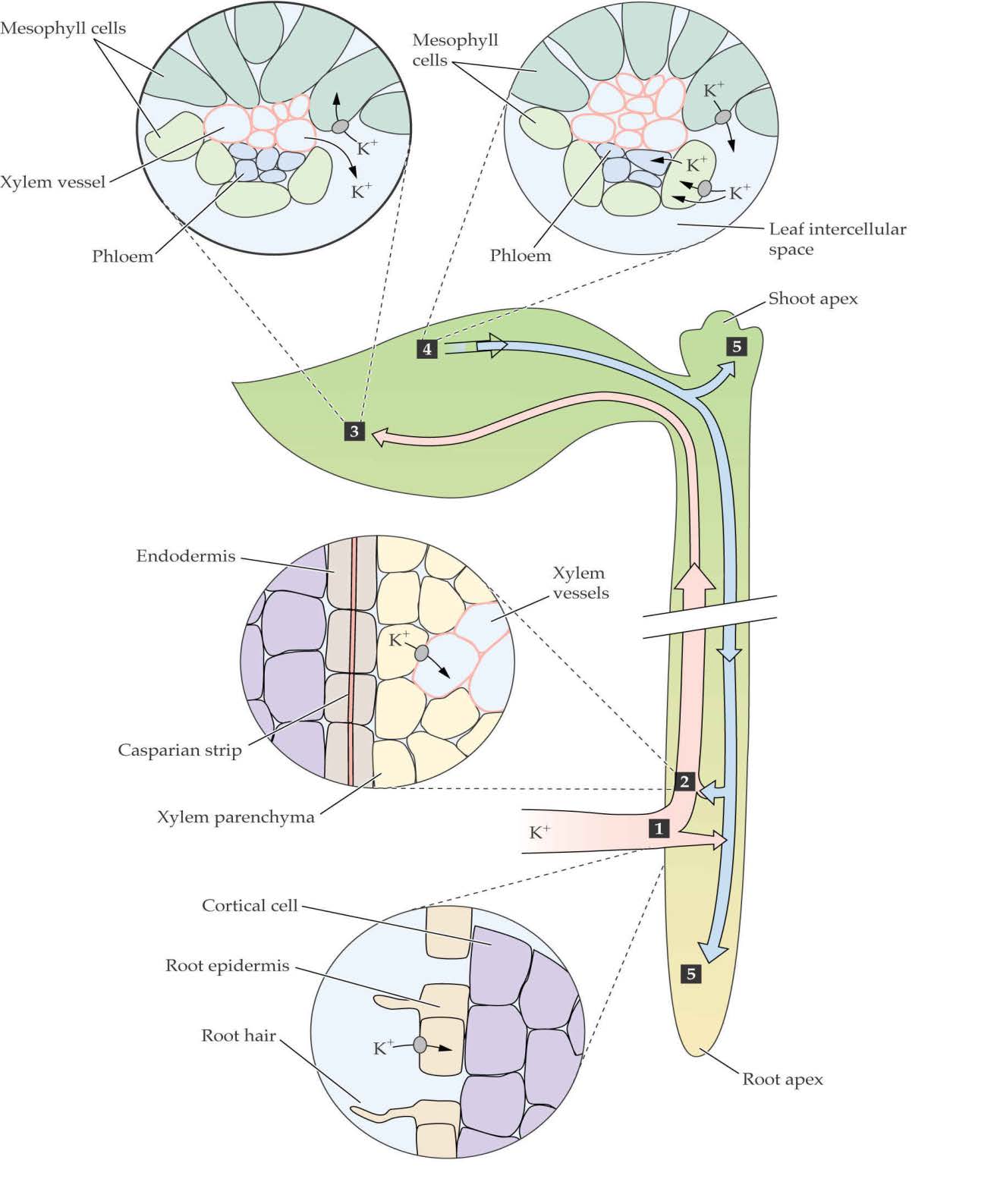 mezofil sejtek xilém floém mezofil sejtek floém intercelluláris tér A tápionok útja a növényekben: