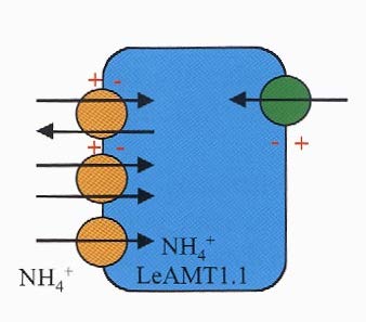 Passzív folyamatok Diffúzió (A): Semleges gázok (CO 2, O 2 ) speciális proteinek segítsége nélkül haladnak át a kétrétegű lipid membránon.