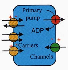 Pumpák: az aktív transzportban vesznek részt, az ion-szállítás sebessége néhány száz/sec. Sokoldalú szerepet játszanak az ion homeosztázis fenntartásában.