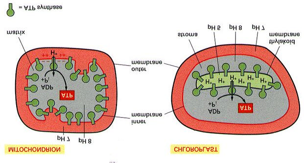 A mitokondrium a protonokat a mátrixából az intermembrántérbe pumpálja. Éppen ezért a ph a mátrixban nagyobb (ph = 8), mint az intramembrán térben (ph = 7).