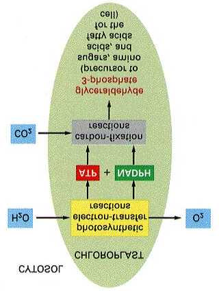 A kloroplasztokban két jellegzetes reakciósorozat játszódik le A növényis sejtek a fotoszintézis során CO 2 -ból és vízbõl a glükózt állítanak elõ fényenergia segítségével.