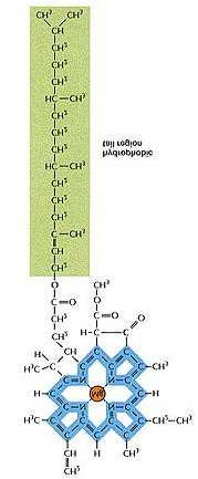 alapján ATP szintézisére vezet. A redukált NADP és az ATP a fényreakció két végterméke, amik egy másik, már nem fény érzékeny reakciósorozatban használódnak fel. 1. Az ún.