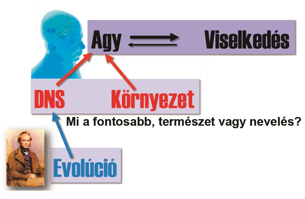 Magasabb szintű szervezetek