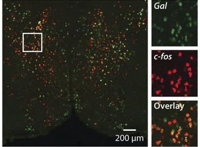 Galanin neuropeptid van jelen a fos-aktivációt mutató neuronokban Wu, Autry, Bergan, Watabe,