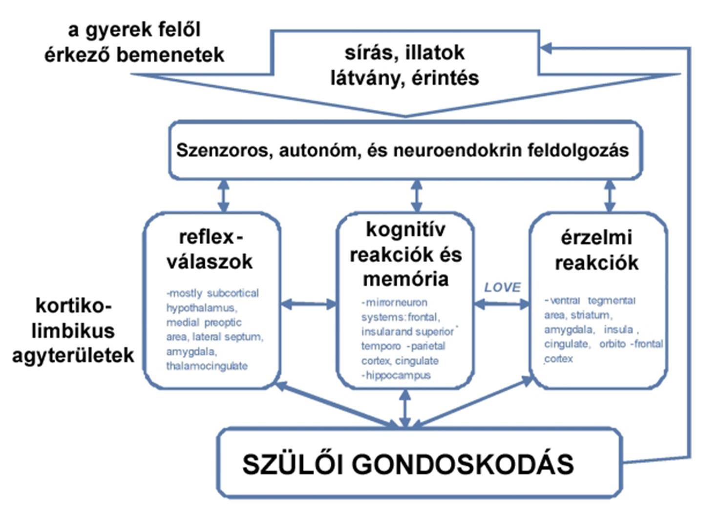 A szülői gondoskodás agyi szubsztrátuma emberben Módosítva a következő cikkből: James E.