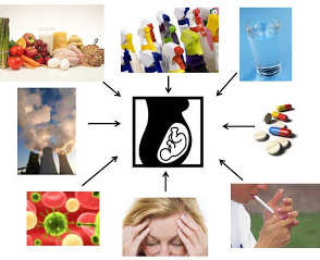 Epigenetikai hatások ontogenesis-anyai hatás táplálkozás, hidratáció fizikai aktivitás gyógyszerek mérgek, dohányzás fertőzés, sugárzás