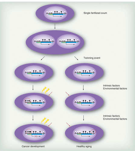 Epigenetikai modell: a rákra diszkordáns ikrek Globális hypometiláció Roos L et al.