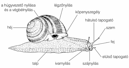 Természetismeret 5. osztály 7 Élő állatok megfigyelése 2. óra Az éti csiga Emlékeztető A csigák belső váz nélküli teste puha, a zsigerzacskóban találhatók a belső szervei.