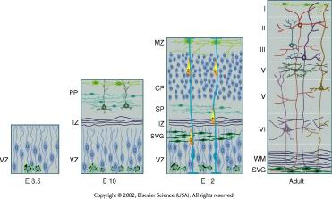 migráció VZ ventricularis zóna PP preplate (előlemez) IZ intermedier zóna CP