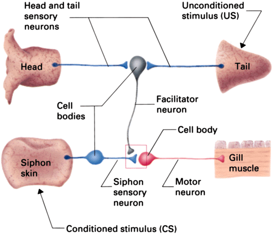 Reflexválasz növekedésének mechanizmusa a csigában (Eric Kandel, Nobel díj, 2000) Habituált állatra kellemetlen ingert mérünk (fej vagy farok érintés) Utána a szifont érintő gyenge ingerre