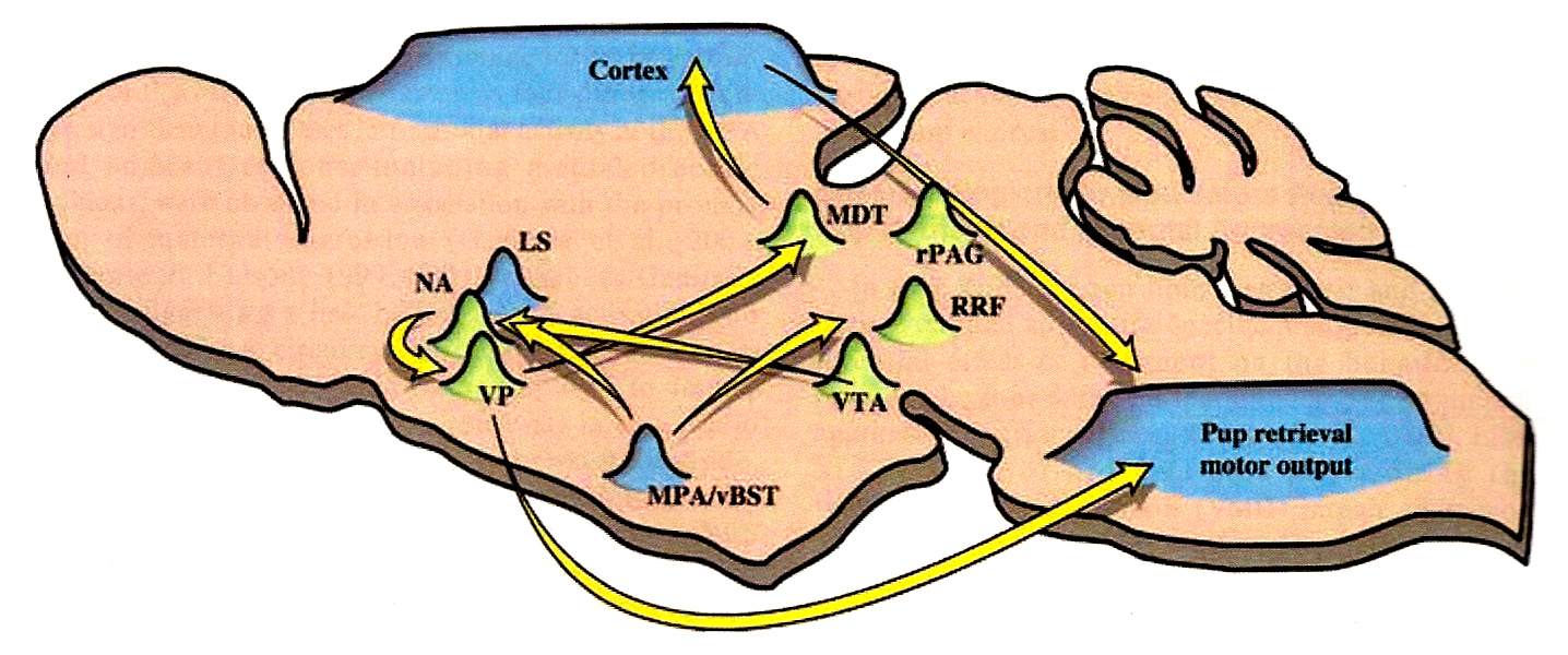 Az anyai viselkedés kivitelezésének mechanizmusa NA: nucleus accumbens, VP: ventrális pallidum, LS: laterális septum, MPA: mediális preoptikus terület, vbnst: a bed nucleus stria