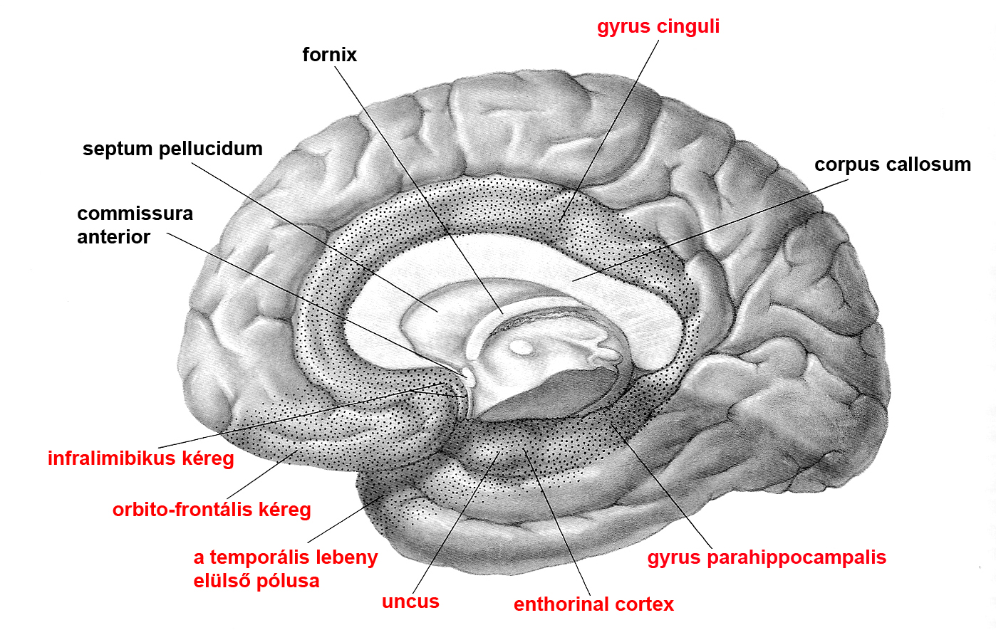 Az agykéreg limbikus