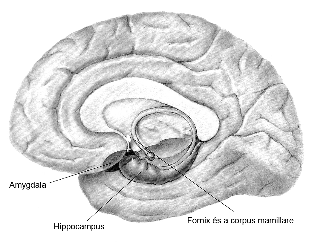 Az amygdala és a
