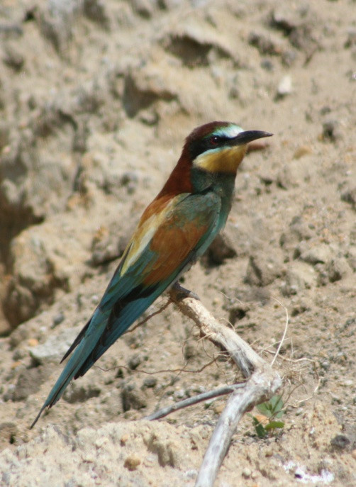 A kisalföldi meszes homokpuszta katonai használatú területeinek élővilága 195 Gyurgyalag (Merops apiaster) A vizsgált időszak első évében már megjelent a területen, de nagy valószínűséggel még nem