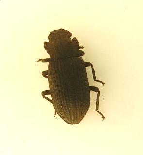 4. ábra: Fomes fomentarius 5. ábra: A gyűjtés során a termőtestekről több fényképet is készítettünk 6.