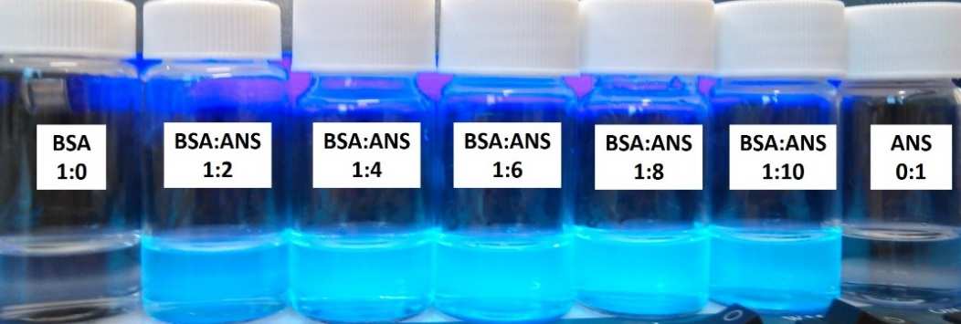 mm NaCl jelenlétében 3-as ph-n a BSA geometriája oblát geometriával, míg 7-es és 11-es ph-n a BSA prolát ellipszoid alakkal jellemezhető. 5.3. A BSA-ligandum kölcsönhatások vizsgálata A fluoreszcencia spektroszkópia az egyik legszélesebb körben elterjedt módszer a fehérje-ligandum kölcsönhatás tanulmányozására.
