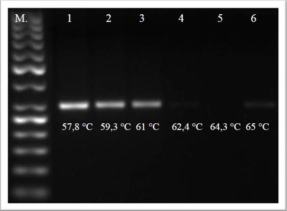 9. ábra: Az R-F2 univerzális primerpár DNS mintázata M: 50bp-os DNS-marker; 1-6.