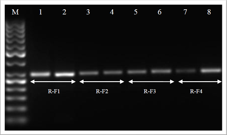 13. ábra: Az univerzális primerpárok tesztelése bivaly DNS-sel 60 C-on. M: 50 bp-os DNS marker; bivaly genomi DNS tesztelése az 1-2. mintában az R-F1, a 3-4. mintában az R-F2, az 5-6.