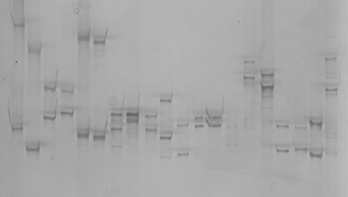 1 2 3 4 5 6 7 8 9 10 11 12 13 14 15 16 17 18 19 20 34. ábra. 18 faj kimutatása PCR-SSCP módszerrel. A 17.