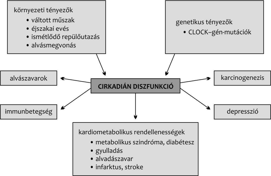 Metabolikus szindróma (MS) A metaboli kus szindróma (MS) kialakulásában ártó tényezők (helytelen táplálko zás, elhízás, kevés mozgás) meghatározó sze repet játszanak.