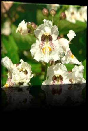 a Cattleya az orchideák kétszáz éves történelme során a legkeresettebb, leginkább