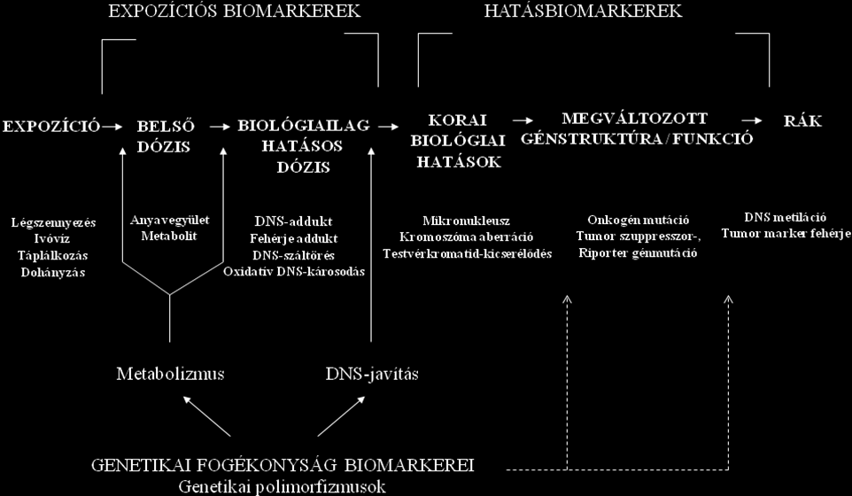 2. ábra: A molekuláris epidemiológiai vizsgálatokban