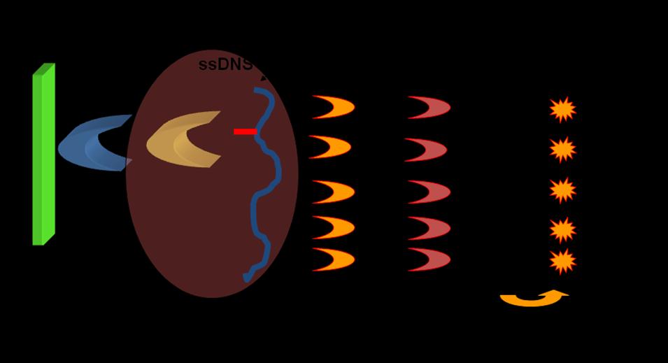 8. ábra: A BPDE-DNS direkt