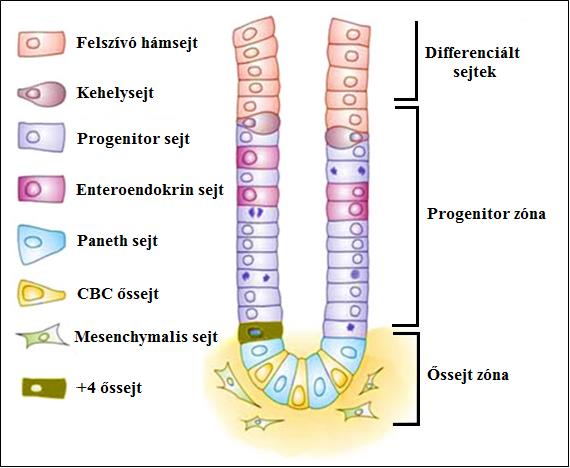 2. ábra: Proliferációs hierarchia az emésztőrendszeri hámban. (Módosított ábra Vries és mtsai alapján [63].