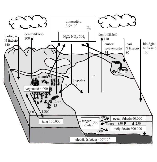 A nitrogén globális körforgása.