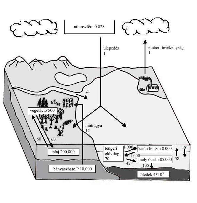 A foszfor globális körforgása.