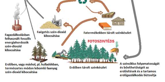 KARBON CIKLUS ÉS A FAANYAG A